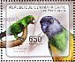 Red-fronted Parrot Poicephalus gulielmi