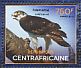 Martial Eagle Polemaetus bellicosus