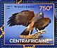 Harris's Hawk Parabuteo unicinctus