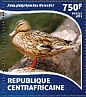 Mallard Anas platyrhynchos  2015 Ducks Sheet