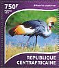 Grey Crowned Crane Balearica regulorum