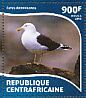 Kelp Gull Larus dominicanus  2015 Gulls Sheet