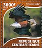 African Fish Eagle Icthyophaga vocifer