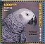 Grey Parrot Psittacus erithacus