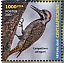 Golden-tailed Woodpecker Campethera abingoni  2023 Biodiversity, birds Sheet