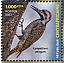 Golden-tailed Woodpecker  Campethera abingoni