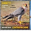 Red-necked Falcon Falco chicquera  2023 Biodiversity, birds Sheet