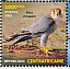 Red-necked Falcon  Falco chicquera