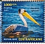 Pink-backed Pelican  Pelecanus rufescens