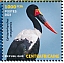 Saddle-billed Stork  Ephippiorhynchus senegalensis