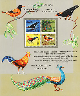Sri Lanka Junglefowl Gallus lafayettii