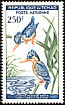 Malachite Kingfisher Corythornis cristatus  1963 Birds 