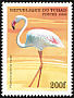 Greater Flamingo Phoenicopterus roseus