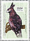 Long-crested Eagle Lophaetus occipitalis