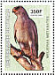 Dark Chanting Goshawk Melierax metabates  2003 Birds of prey Sheet