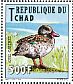 Cape Teal Anas capensis  2012 Birds  MS MS