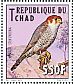 Red-necked Falcon  Falco chicquera