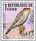 Red-necked Falcon Falco chicquera  2012 Birds of prey 