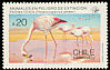 James's Flamingo Phoenicoparrus jamesi