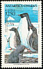 Adelie Penguin Pygoscelis adeliae  1993 Chilean Antarctic 