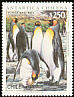 King Penguin Aptenodytes patagonicus