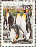 King Penguin Aptenodytes patagonicus