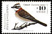 Rufous-collared Sparrow Zonotrichia capensis  1998 Chilean birds 