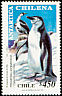 Chinstrap Penguin Pygoscelis antarcticus