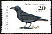 Austral Blackbird Curaeus curaeus