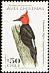 Magellanic Woodpecker Campephilus magellanicus