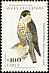 Peregrine Falcon Falco peregrinus  2000 Chilean birds 