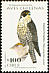 Peregrine Falcon Falco peregrinus