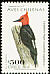 Magellanic Woodpecker Campephilus magellanicus  2003 Chilean birds 