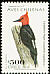 Magellanic Woodpecker Campephilus magellanicus