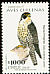 Peregrine Falcon Falco peregrinus  2003 Chilean birds 