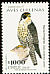 Peregrine Falcon Falco peregrinus