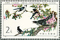 Oriental Magpie-Robin Copsychus saularis