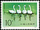 Tundra Swan Cygnus columbianus  1983 Swans 