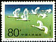 Whooper Swan Cygnus cygnus  1983 Swans 