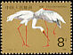 Siberian Crane Leucogeranus leucogeranus