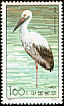 Oriental Stork Ciconia boyciana