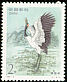 Black-necked Crane Grus nigricollis  1994 Cranes 