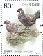 Chinese Grouse Tetrastes sewerzowi