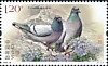 Hill Pigeon Columba rupestris