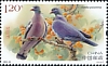 Common Wood Pigeon Columba palumbus  2022 Pigeons 