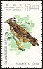 Crested Serpent Eagle Spilornis cheela  1967 Taiwan birds 