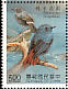 Plumbeous Water Redstart Phoenicurus fuliginosus  1991 Taiwan stream birds Sheet
