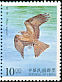 Black Kite Milvus migrans  1998 Conservation of birds 