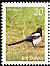 Oriental Magpie Pica serica  2008 Birds 