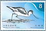 Pied Avocet Recurvirostra avosetta  2018 Birds Sheet